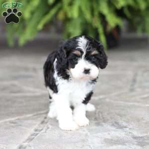 Copy of Miles, Cavapoo Puppy